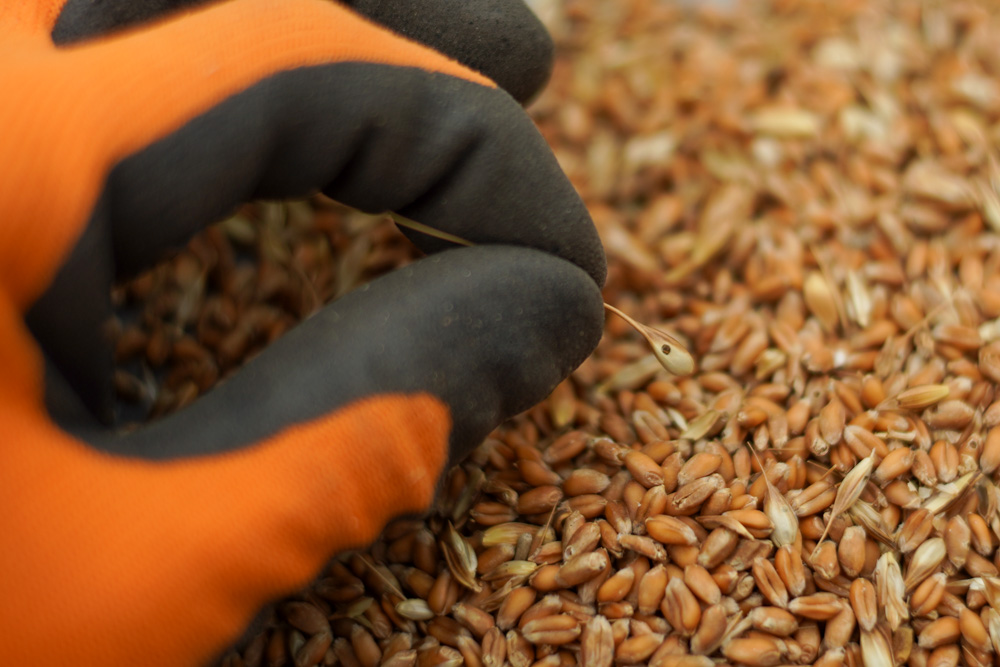 「知ってる」と「出来る」の間には大きなギャップがある なぜ食べもしない小麦を作り続けるのか?!