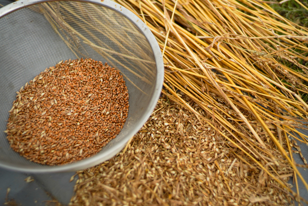 「知ってる」と「出来る」の間には大きなギャップがある なぜ食べもしない小麦を作り続けるのか?!