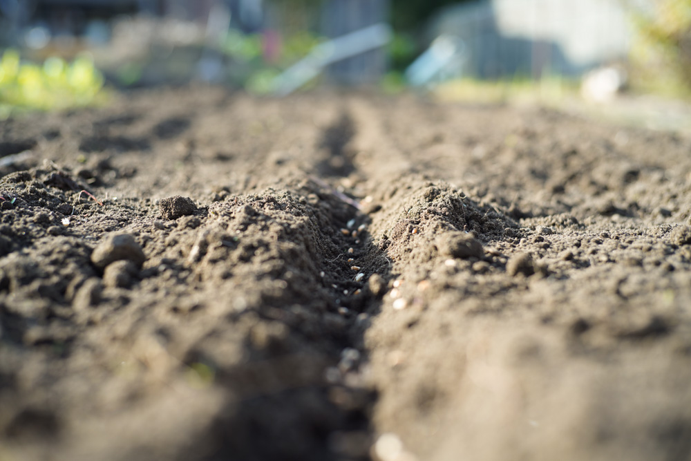 「知ってる」と「出来る」の間には大きなギャップがある なぜ食べもしない小麦を作り続けるのか?!