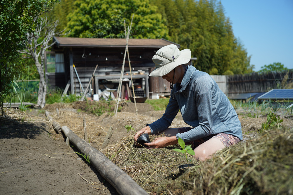 田んぼの雑草取りと抜け落ちた苗の補植 1回目