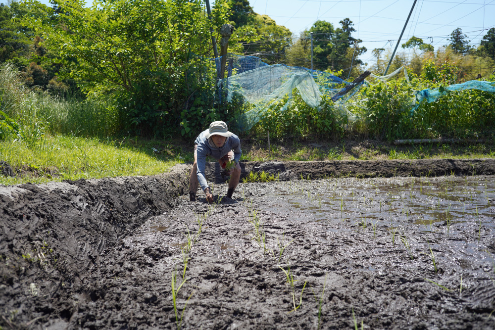 田んぼの雑草取りと抜け落ちた苗の補植 1回目