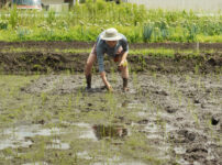 田んぼの雑草取りと抜け落ちた苗の補植 1回目の2日目