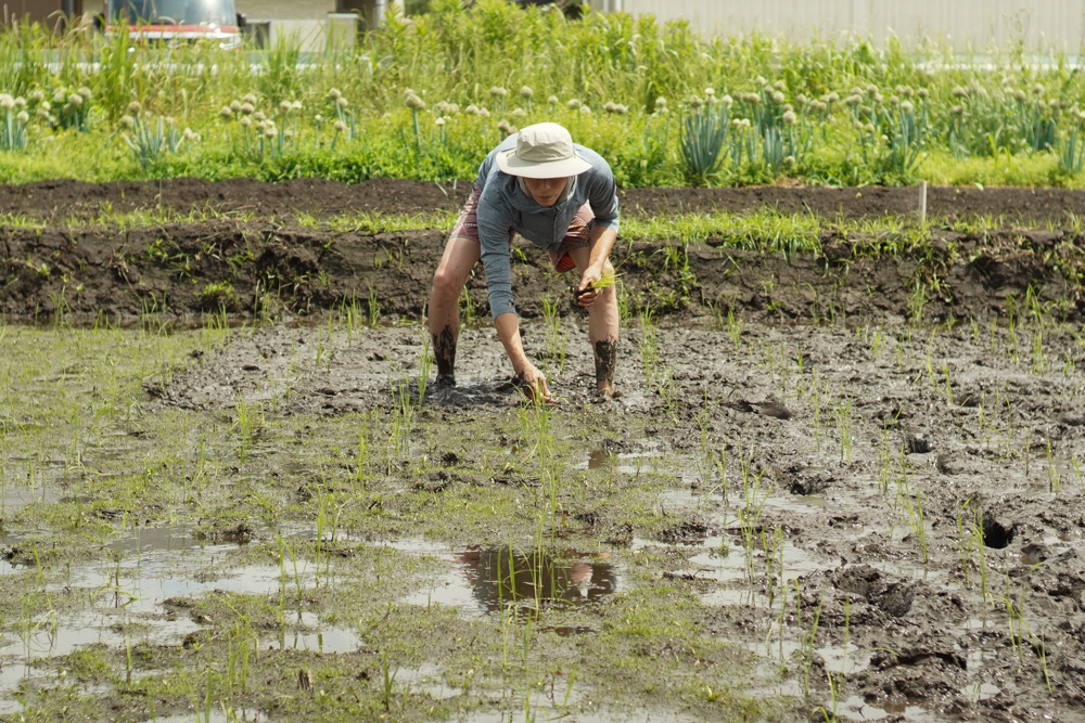 田んぼの雑草取りと抜け落ちた苗の補植 1回目の2日目