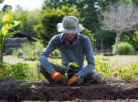 さつまいもの苗、植え付け2026