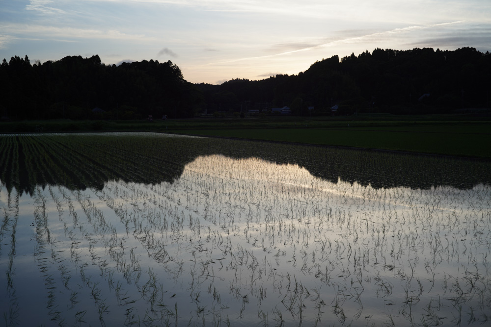 房総 いすみで蛍を眺める 2026 Voigtlander NOKTON F1.4 40mm SC+Sony α7R III