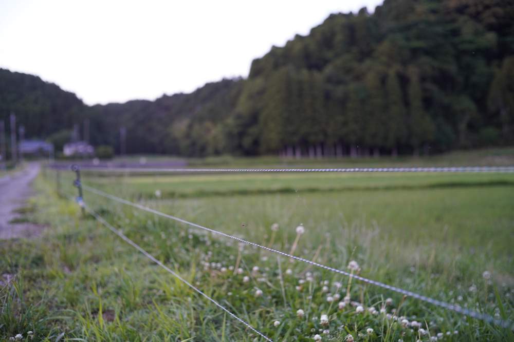 房総 いすみで蛍を眺める 2026 Voigtlander NOKTON F1.4 40mm SC+Sony α7R III