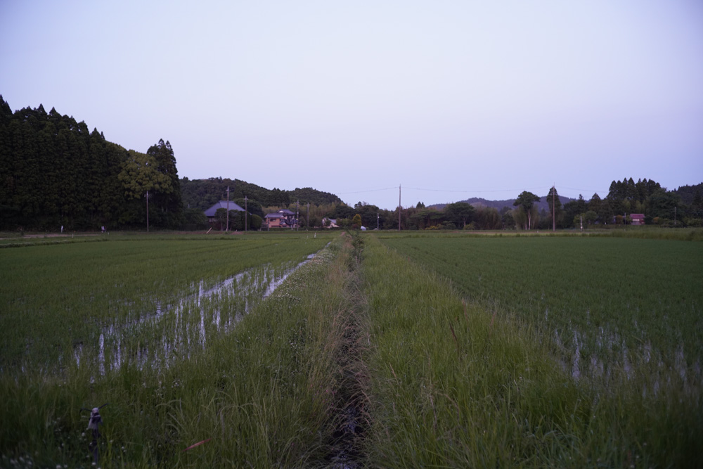 房総 いすみで蛍を眺める 2026 Voigtlander NOKTON F1.4 40mm SC+Sony α7R III