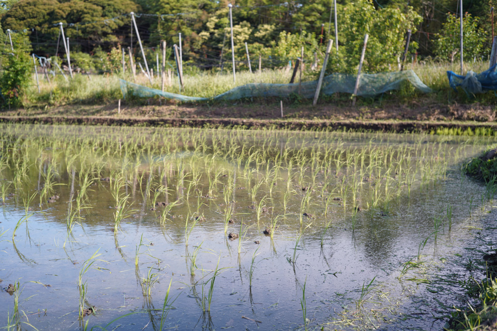 田植え3週間後の田んぼ