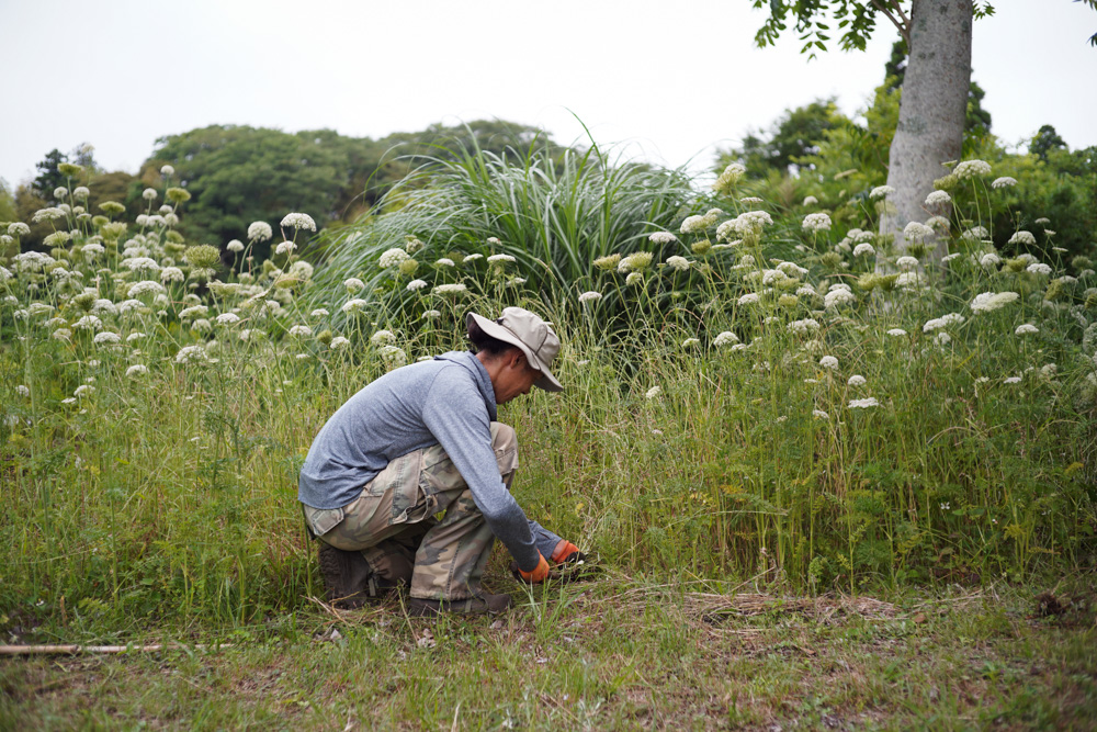 人参を不耕起栽培してみることにする