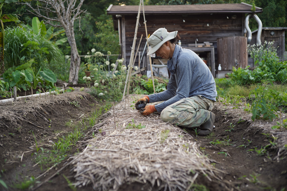 いちご区画に蔓延るススキの抜根