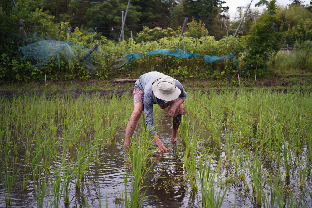 田んぼの雑草取り2回目