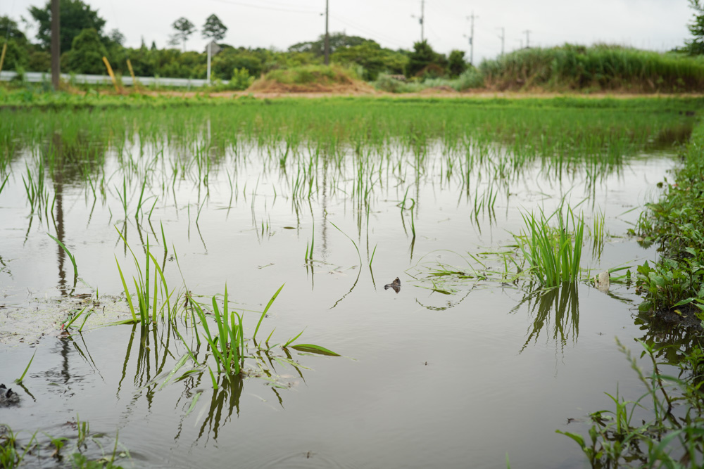 大雨、田んぼ満水、畦の草刈り、ジャンボタニシの卵駆除