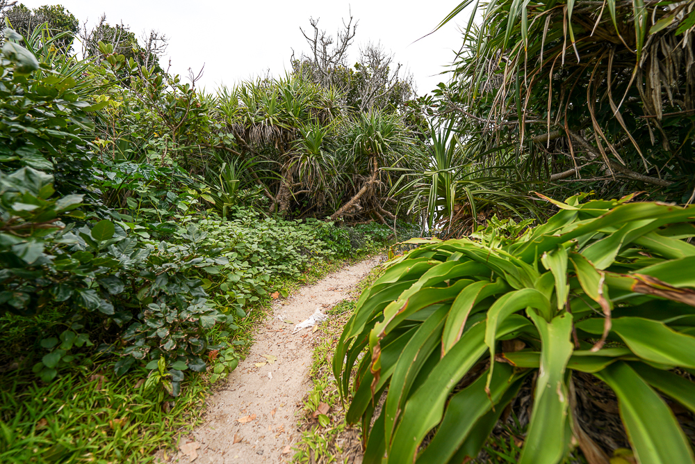 神の島 久高島へ　亜熱帯植物に覆われたイシキ浜への小道