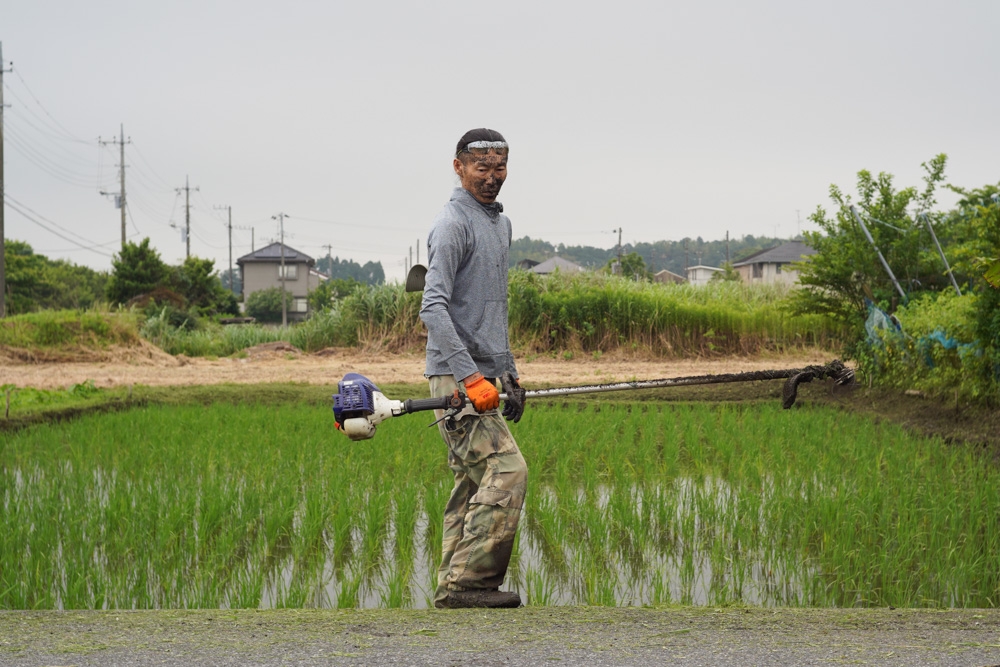 大雨、田んぼ満水、畦の草刈り、ジャンボタニシの卵駆除