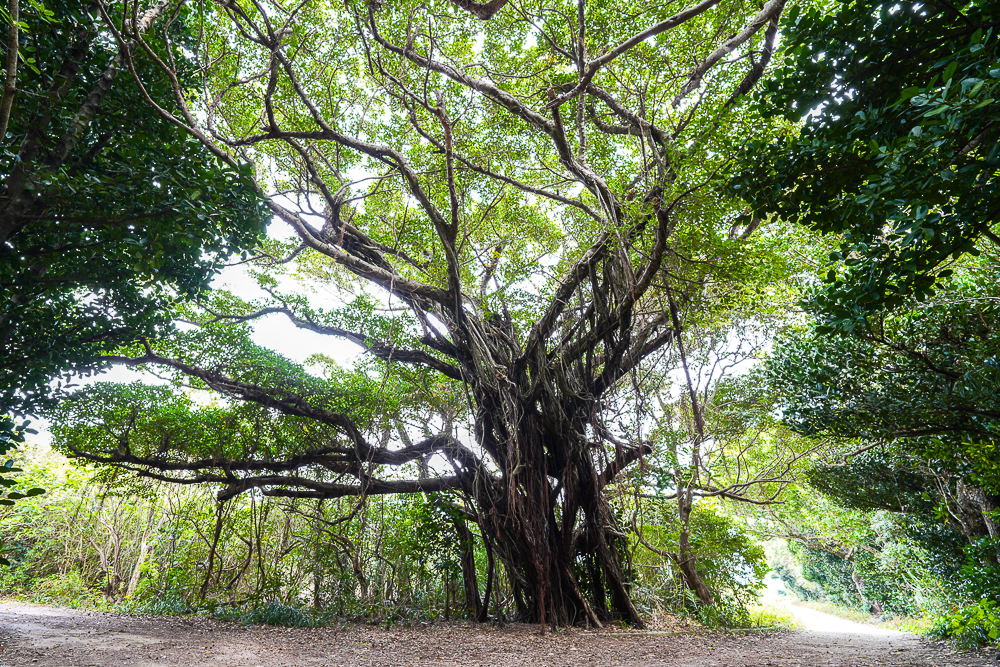 神の島 久高島へ　巨大なガジュマルの木