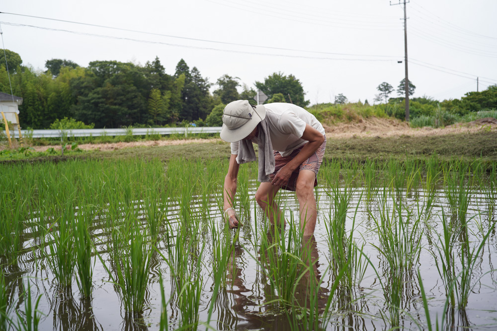 大雨、田んぼ満水、畦の草刈り、ジャンボタニシの卵駆除