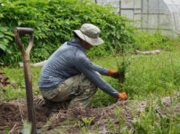 梅雨明け前の雑草取り