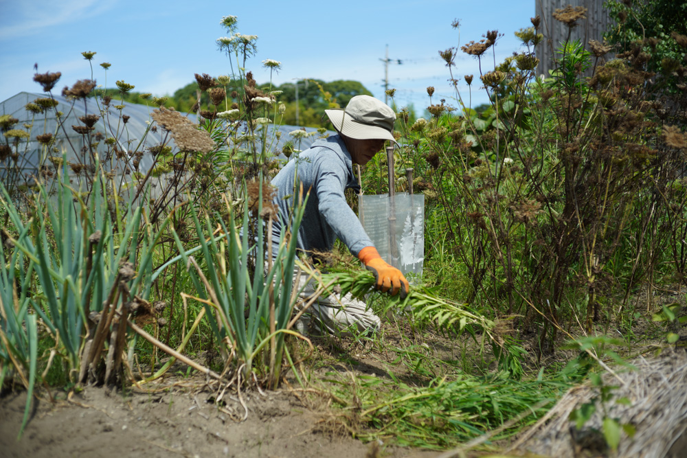 夏本番、雑草をとり、畑を整え、タネを蒔く