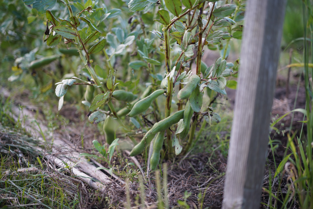落花生、はと麦の種まき、ピーマン、バジルの定植、そら豆とイチゴの収穫
