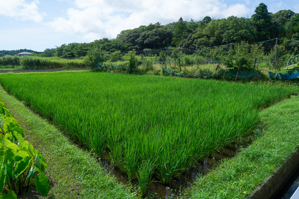 夏本番、雑草をとり、畑を整え、タネを蒔く