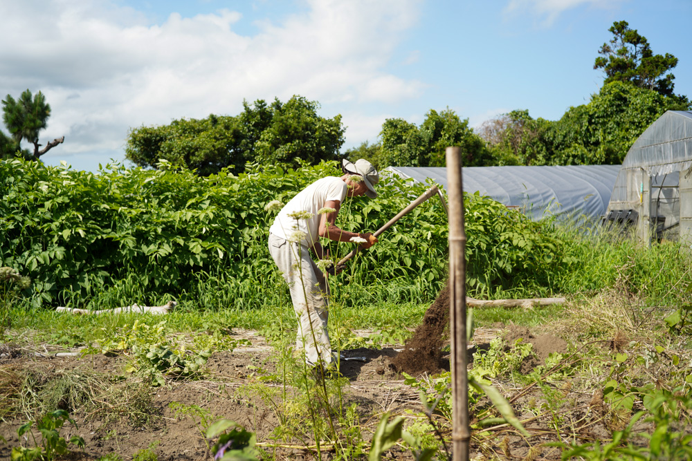 夏本番、雑草をとり、畑を整え、タネを蒔く