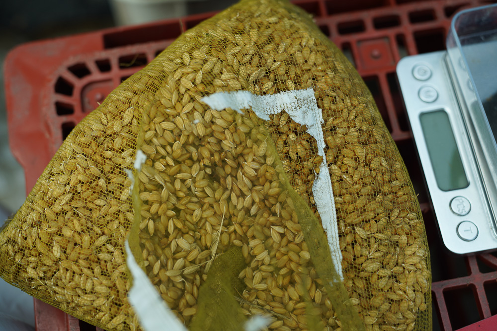 房総オルタナティブ米の苗づくり　2週間ほど水に浸した籾を育苗トレイに播く
