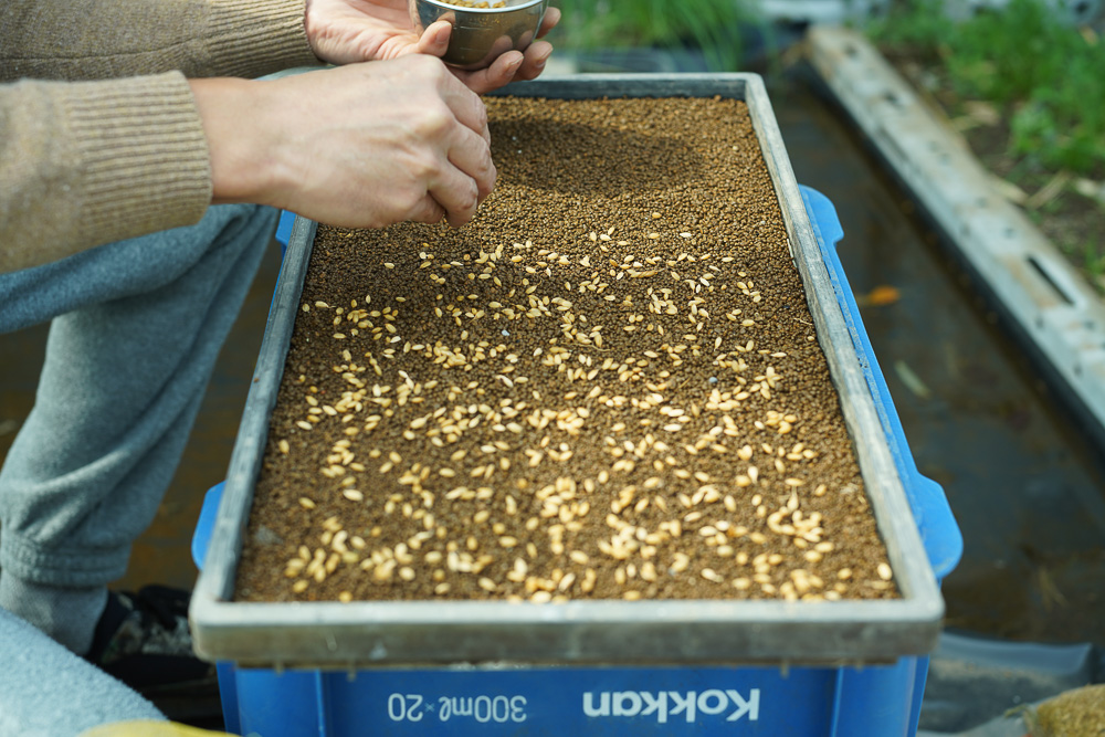房総オルタナティブ米の苗づくり　2週間ほど水に浸した籾を育苗トレイに蒔く