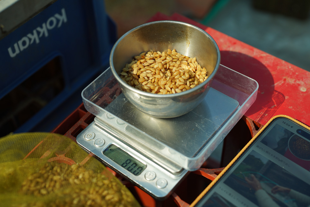 房総オルタナティブ米の苗づくり　2週間ほど水に浸した籾を育苗トレイに播く
