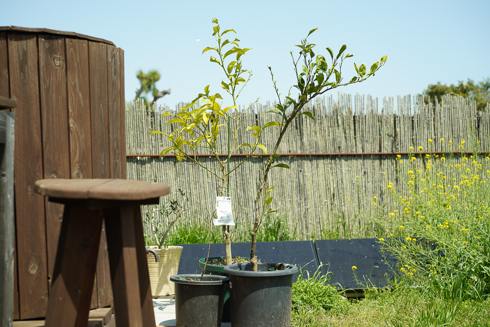 スイバ・ノビル掃討作戦 2024、レモンの苗木をもらう、里芋区画の準備