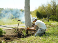 スイバ・ノビル掃討作戦 2024、敷地を整える、里芋区画の準備