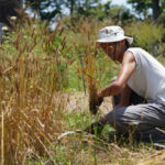 小麦の収穫 2020