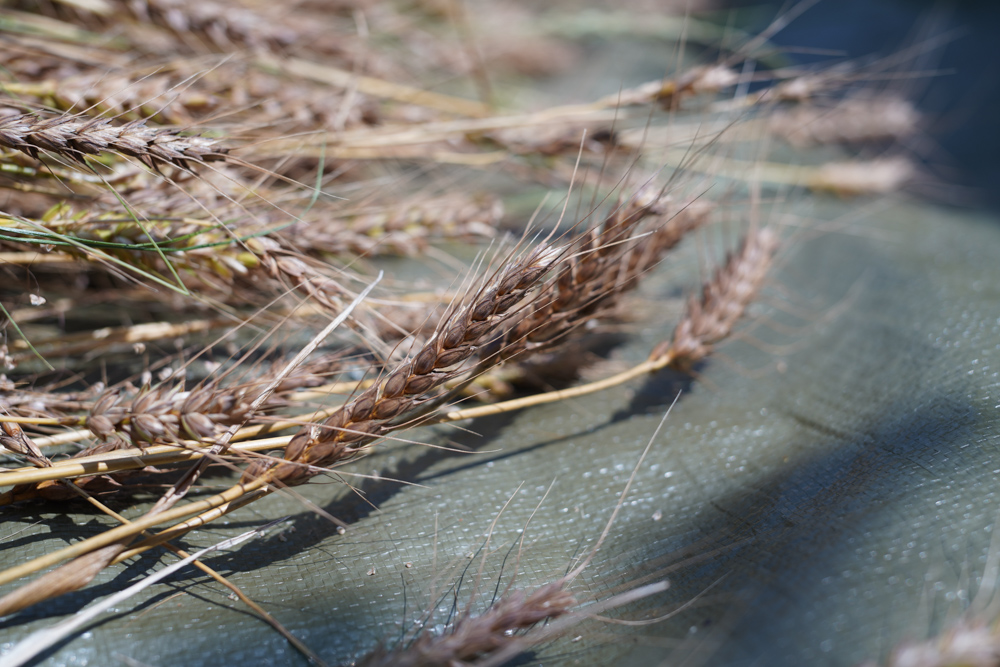 小麦の収穫 2020