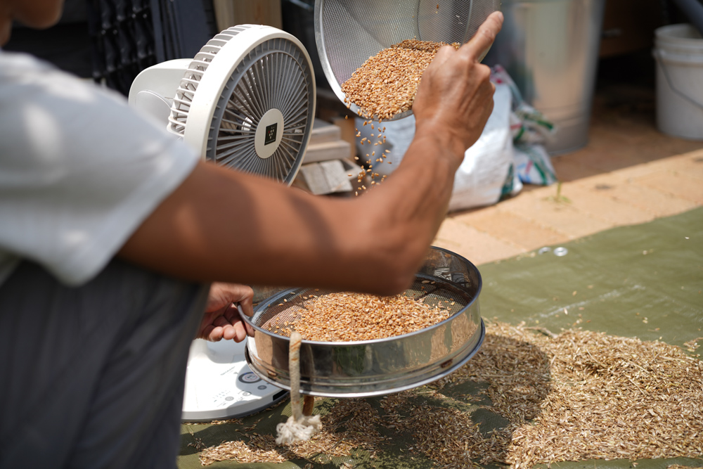 小麦の脱穀 2020 DAY2　扇風機を使った唐箕（とうみ）もどきで籾殻と実を分離