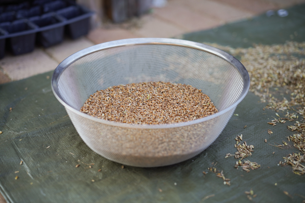 小麦の脱穀 2020 DAY2　扇風機を使った唐箕（とうみ）もどきで籾殻と実を分離