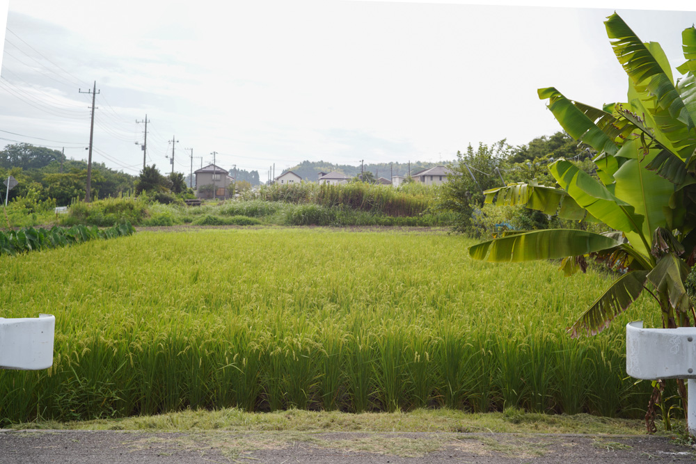 稲が穂をつけてから10日ほど