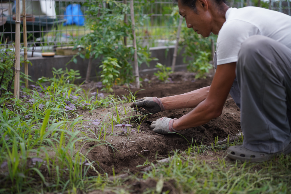 蒸し暑くてバリ島気分な房総フィールドで、ひたすら草をむしりと買ってきた苗を植える