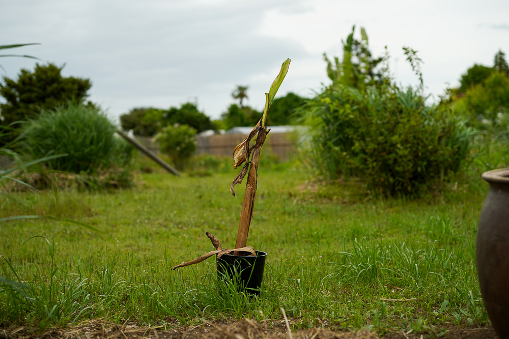 田んぼ5周年記念植樹！　畦に芭蕉を植える