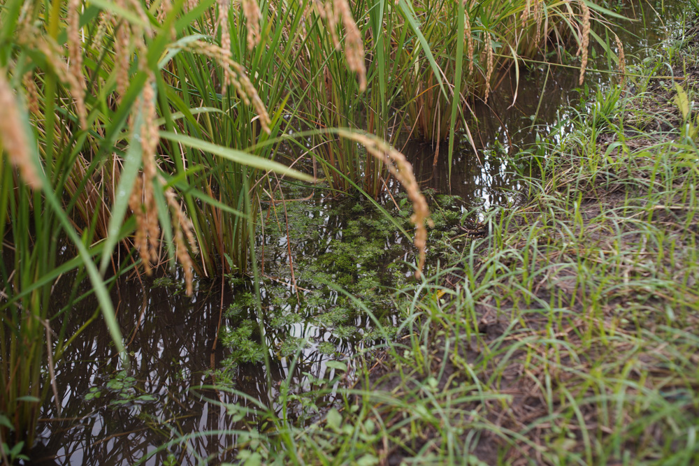 稲刈りスタート！と言いたいところですが、、、雨で田んぼが水浸し