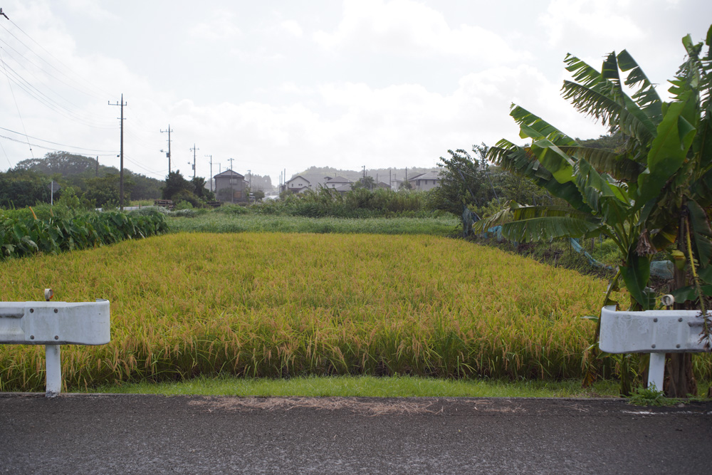 稲刈りスタート！と言いたいところですが、、、雨で田んぼが水浸し