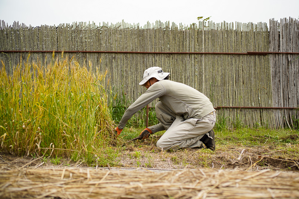 2024年 小麦の収穫とゴーヤの竹垣修復、ハスをマナのつぼに移植する