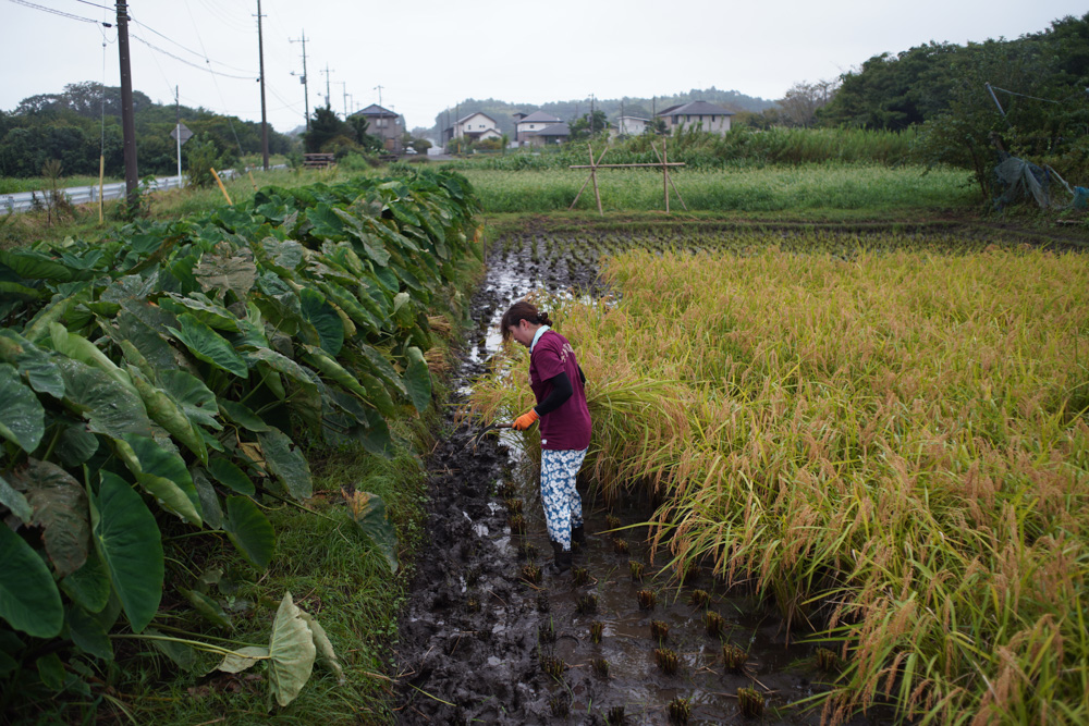 ぬかるむ田んぼで稲刈りDAY3