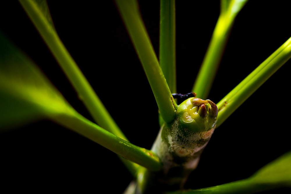 Leica APO Summicron 50mmで撮るプルメリアの新芽　目を凝らして半径10mを見渡してみると美しい世界が広がっていることに気づかされる　オールドレンズMC Jupiter-9 85mm＋マクロヘリコイドアダプターで植物をマクロで撮る