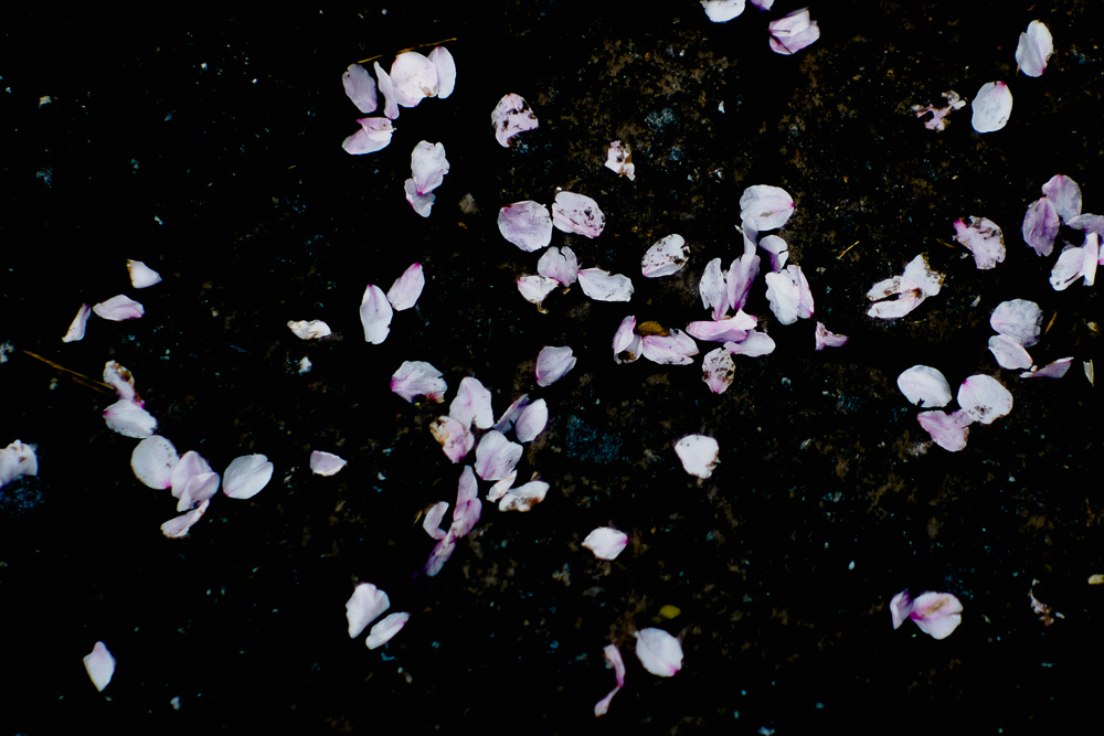 アスファルトに落ちた桜の花弁　目を凝らして半径10mを見渡してみると美しい世界が広がっていることに気づかされる　オールドレンズMC Jupiter-9 85mm＋マクロヘリコイドアダプターで植物をマクロで撮る