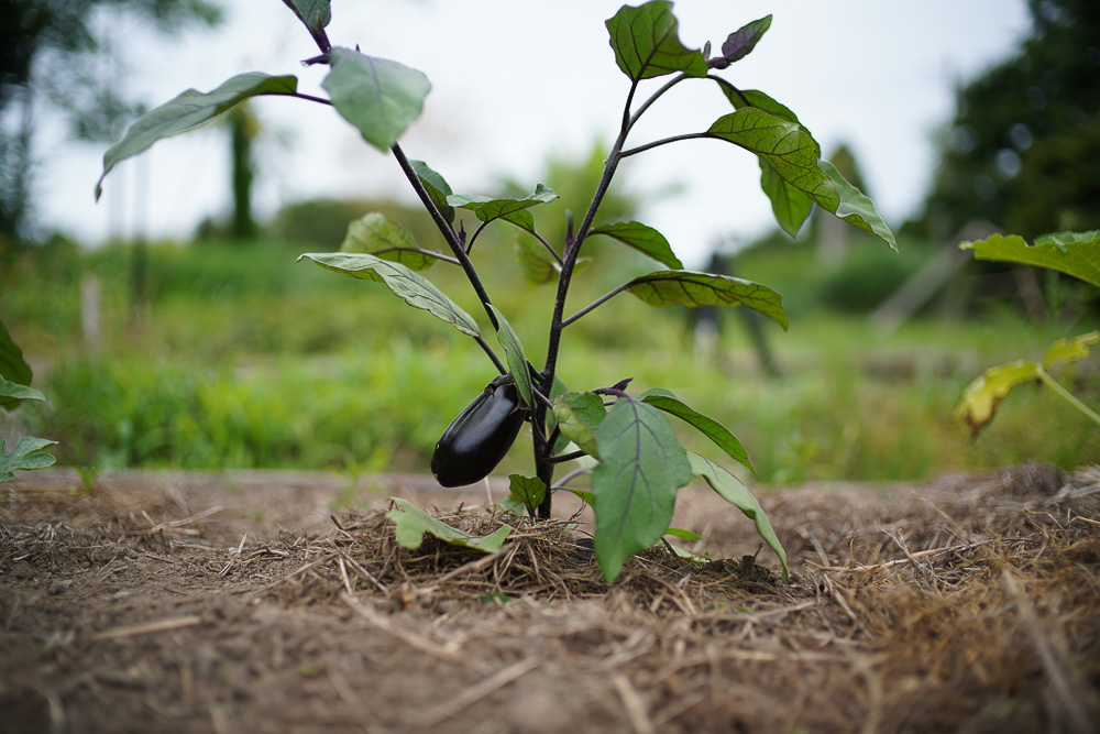 夏の始まりを感じる野良仕事　そら豆と大根の採種、ナスとジャガイモの収穫
