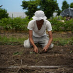 小麦区画の雑草取り、安納芋の苗を植え付ける