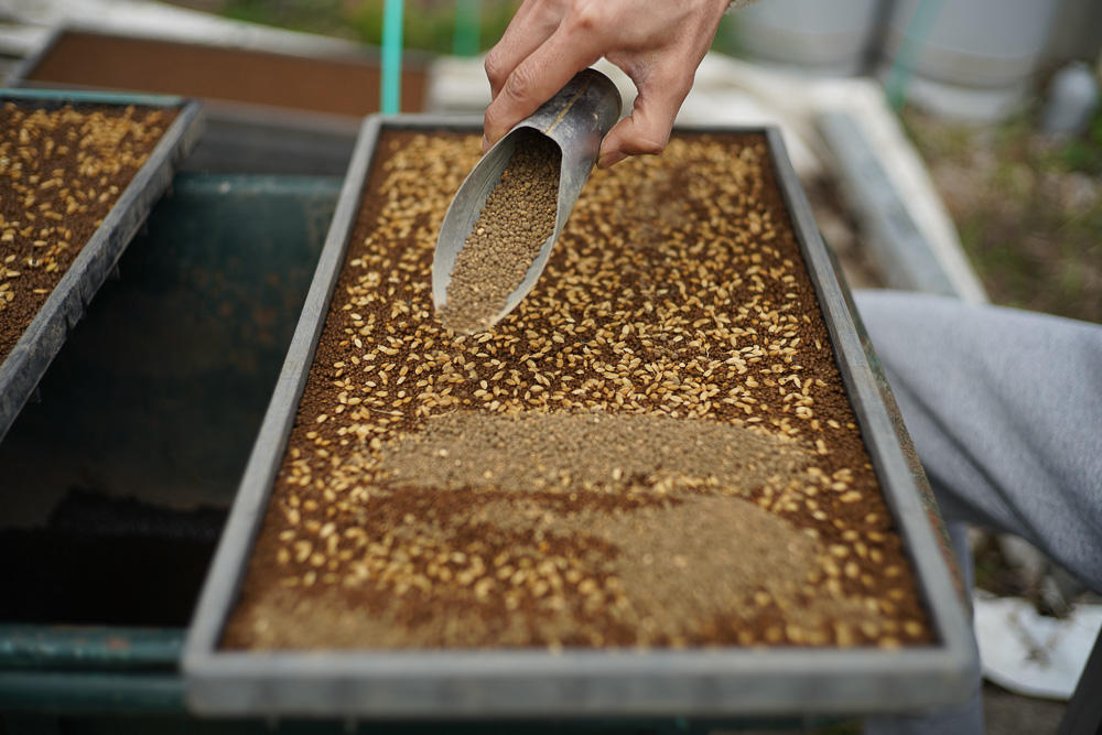 房総オルタナティブ米　籾の種まき、苗を作る