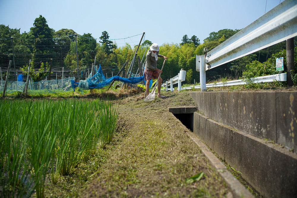 人類が未来を見るようになったのは農業を始めたから　夏の訪れと田んぼの雑草とり3回目とズッキーニを収穫