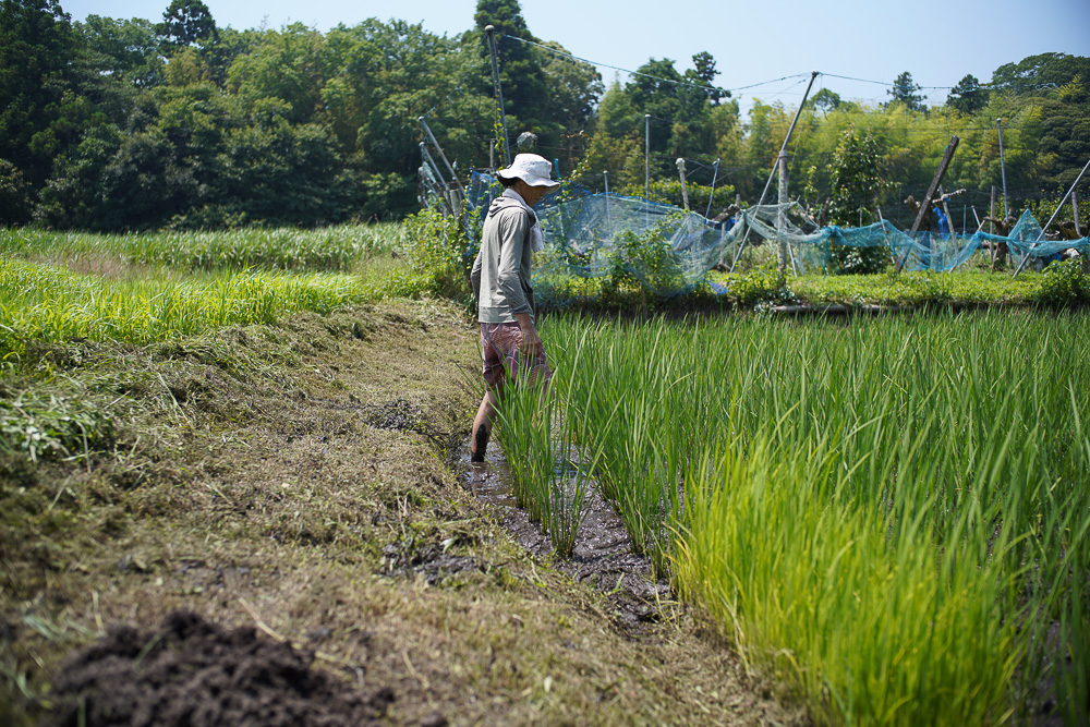 人類が未来を見るようになったのは農業を始めたから　夏の訪れと田んぼの雑草とり3回目とズッキーニを収穫