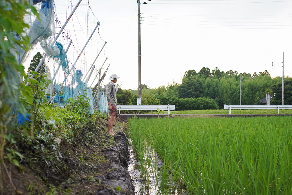 人類が未来を見るようになったのは農業を始めたから　夏の訪れと田んぼの雑草とり3回目とズッキーニを収穫