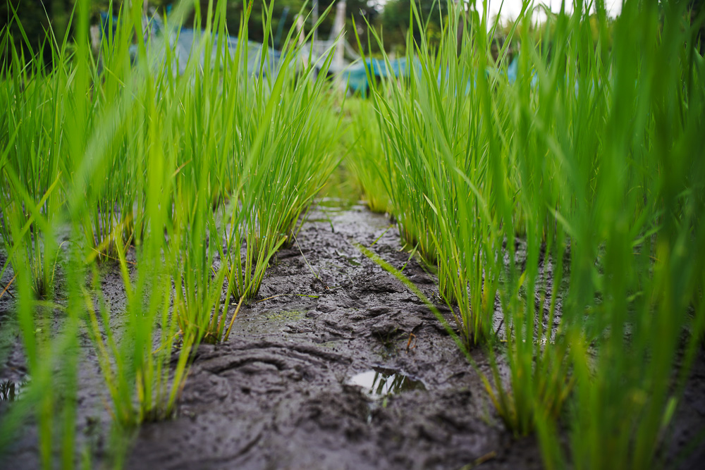 人類が未来を見るようになったのは農業を始めたから　夏の訪れと田んぼの雑草とり3回目とズッキーニを収穫